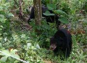 Diduga Induk dan Anak, Beruang Madu Makin Sering Muncul di Permukiman Warga