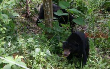 Diduga Induk dan Anak, Beruang Madu Makin Sering Muncul di Permukiman Warga