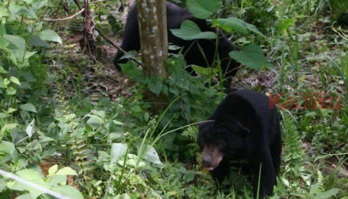 Diduga Induk dan Anak, Beruang Madu Makin Sering Muncul di Permukiman Warga